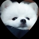 웰니스동물병원(수완점) 이미지