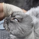 야옹아놀자 이미지