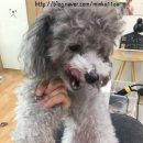 투개더 펫 이미지