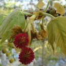 단풍버즘나무 [런던플라타너스 ; Platanus × acerifolia] 이미지