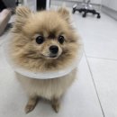 24시더파크동물의료센터