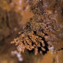 제주어음리빌레못동굴 네이버블로그