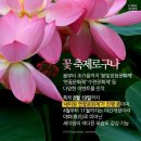 연꽃세상