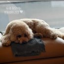 배우 송혜교가 부른 '우리 장군이'…반려견 한장에 들킨(?) 이진과의 '30년 우정' 이미지