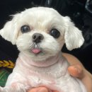 따숩개하우스 이미지