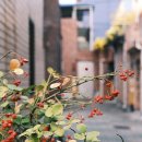 의성이용소 이미지