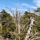 그루터기 이미지