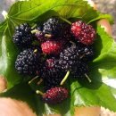 비내섬의 아침 이미지