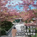 포항유치원 | 포항 도암사 겹벚꽃 4/21 실시간 절정 개화현황 작년 엔딩 미리보기