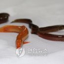 황금수족관