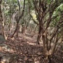 가덕도 동백군락지 이미지