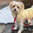 몽드펫 | 강아지 겨울 발열 패딩 및 올인원 실내복 내돈내산 후기[마이플러피, 드몽드펫]