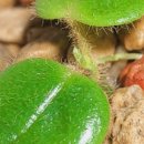 호야, 내아이 이미지