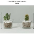 황금다육이와선인장 이미지