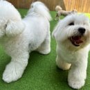 쉐이크테일 강아지 애견 유치원 호텔 미용 이미지