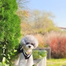 루시드펫 이미지