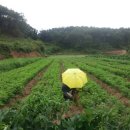 황기농장 이미지