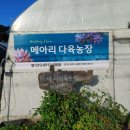 메아리다육농장 네이버블로그
