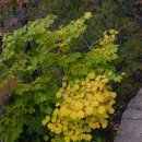 향기로운 염원 이미지