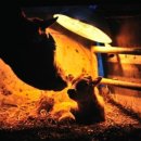 소사랑농장 이미지