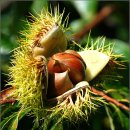 토실 토실 이미지