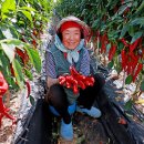 괴산고추축제 이미지