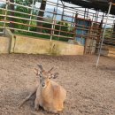 무학사슴농장 이미지