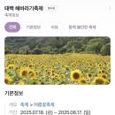 해바라기 | [태백 축제] 태백 해바라기 축제, 솔직 후기