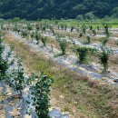 은행나무 농장 이미지