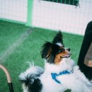 견인지역 애견운동장 유치원 김포점 이미지