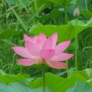 주지스님과 함께하는 7월 초하루 법회＜8. 13 (목)＞ 및 백중 합동 49재 5재＜8. 15(토)＞ 이미지