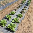 주남농장 이미지