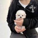 야옹아 멍멍해봐 삼각점 이미지