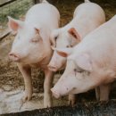 저동농장 이미지