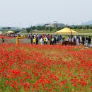 황룡강 꽃길 이미지