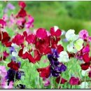 스위트피(sweetpea) 이미지