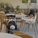 어나더랜드 | 평택애견동반카페/어나더랜드에 강아지 데려가서 브런치 먹고 온 후기