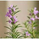 코끼리유치원 | 광명안산당진 평생교육관 [코끼리는왜그랬을까?]독서원예 허브가랜드 수업 후기