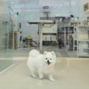 뽀짝뽀짝 애견 미용실 이미지