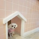 제니스펫하우스 이미지