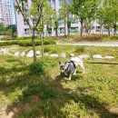 황학균동물병원 네이버블로그