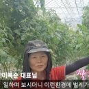 이복순농장 | 유황 규산 오복이 살포 토마토 재배 후기