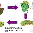 순천시 '유기농자재'로 등록·생산,농가제공...BT제 이미지