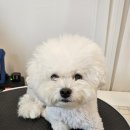 페어리몽드 이미지