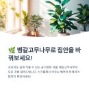 벵갈고무나무 키우기 가이드: 실내 인테리어와 공기정화에 탁월한 반려식물