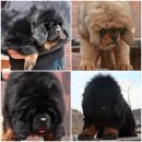 짱오농장 이미지