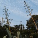 용설란 꽃 - 제주 한림공원 이미지