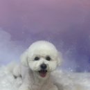 예쁘개 미용할개 | ❤️대구애견미용/대구동구애견미용/당일미용가능/신천동애견미용/오늘도예쁘개/비숑 3mm스포팅 얼굴컷 ❤️