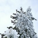 지리산 바래봉 눈꽃산행 안내(2월9일) 이미지