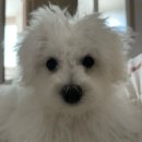 해피그래스 이미지